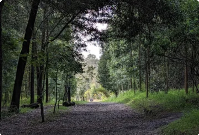 Miraflores Cable Car Forest Route